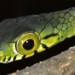 strange snakes with the largest eyes in the world 127357