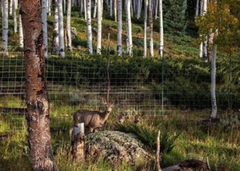 strange way to protect the largest animals in the world from bear attacks 127915