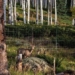 strange way to protect the largest animals in the world from bear attacks 127915