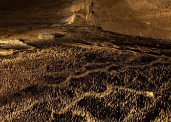 structure 100 000 soldiers in the french ditch 128049