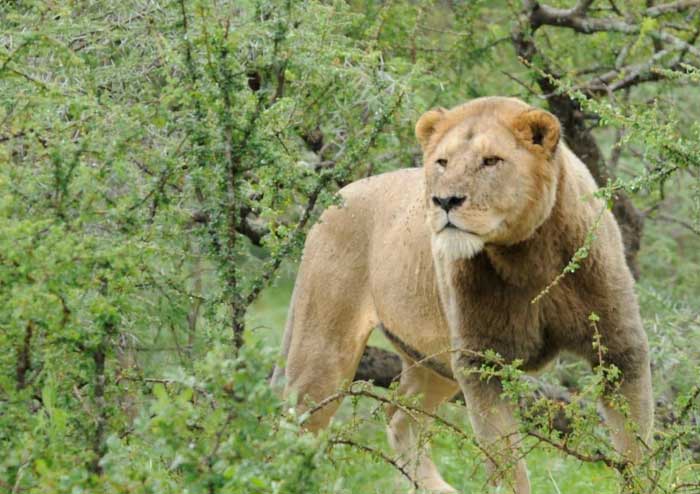 Male lions primarily exist to protect their prides