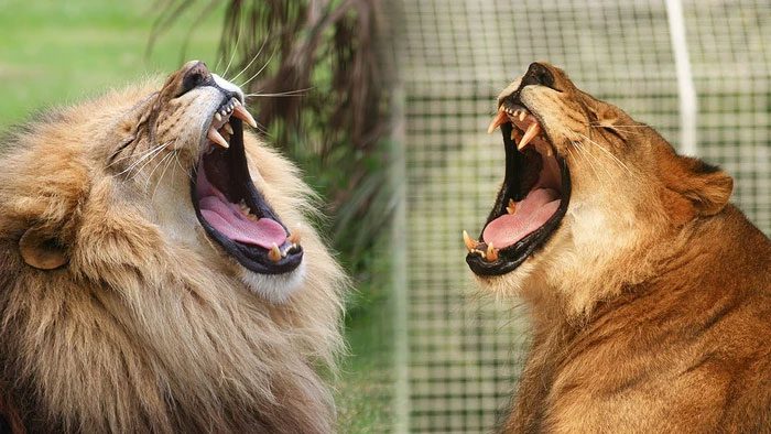As they begin to mature, male lions will start to grow thick manes