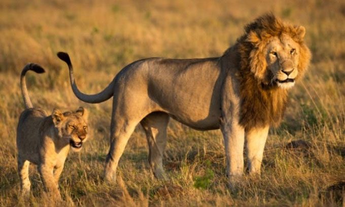 Male lions are quite irresponsible regarding hunting and caring for their offspring.