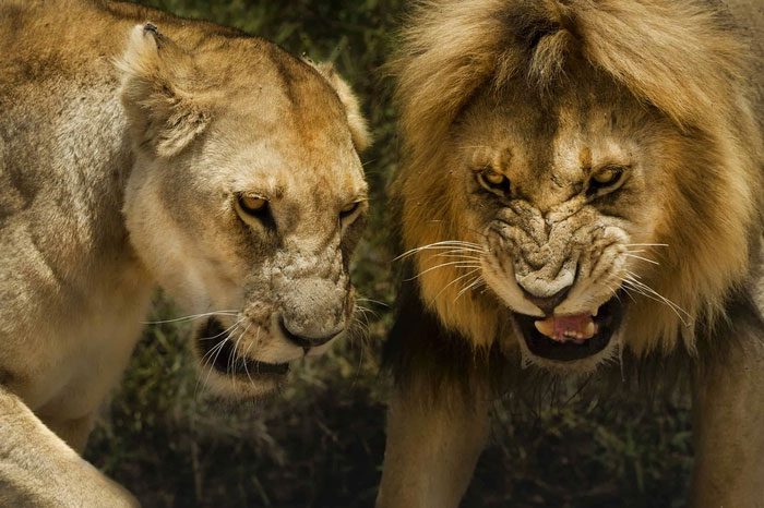 Intense competition often occurs among male mammals.