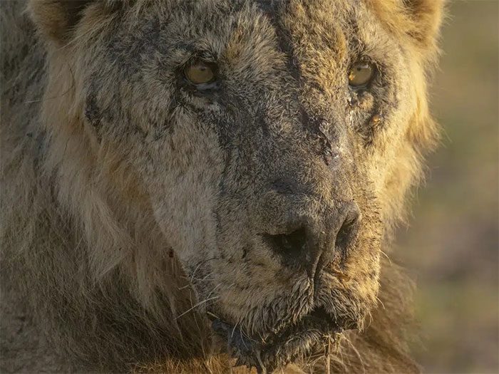 Loonkiito at Amboseli National Park on February 20.