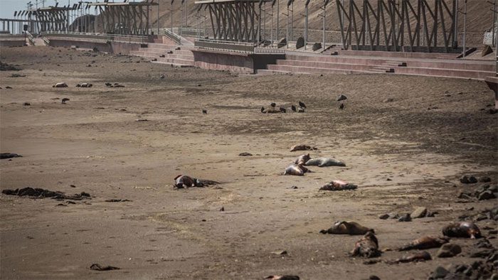 Thousands of sea lions have washed up dead on beaches in Chile.
