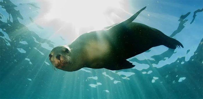 Sea lions across California are threatened by a toxic algal bloom