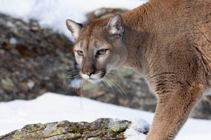 Mountain Lions often eat animals such as snakes, beavers, rabbits, North American raccoons...