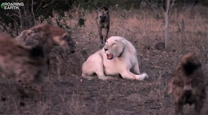 The pack of hyenas surrounds to steal the white lion's prey.
