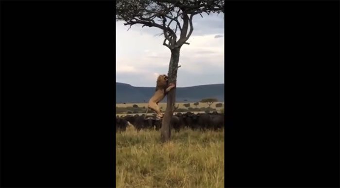 The lion clinging to a tree trunk to escape from the buffalo herd below.