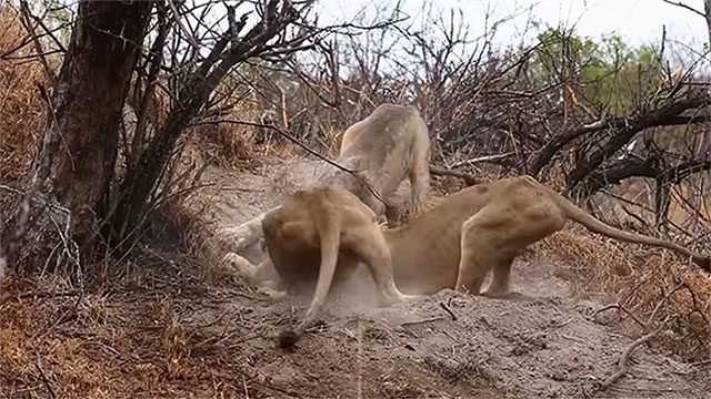 Three lions pull a warthog out of its burrow.