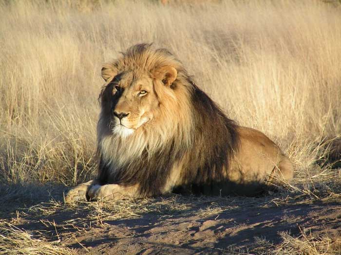 Some manes in certain male lions can be more impressive than others