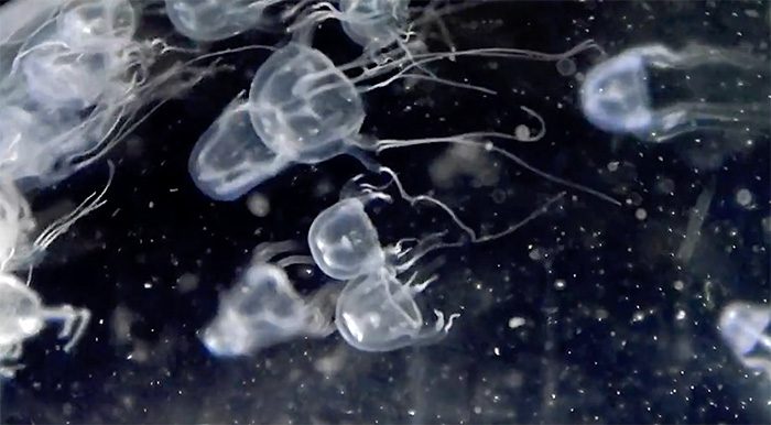 New species of box jellyfish in the nature reserve.