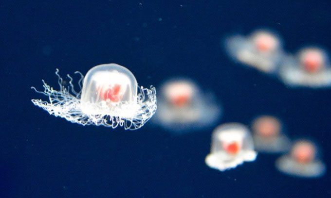 Immortal jellyfish live in all oceans around the world.