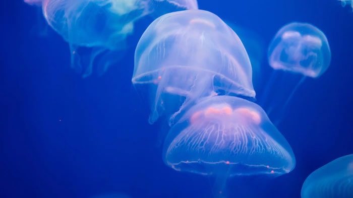 Jellyfish