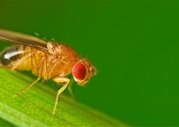 successful gene editing to create mosquitoes with reduced reproductive ability 128955