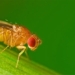 successful gene editing to create mosquitoes with reduced reproductive ability 128955