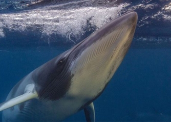 suspend thinh giac experiment project on whales 127959
