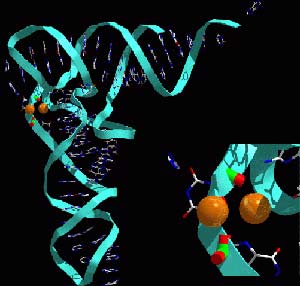 RNA molecules