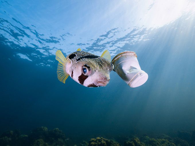  Work "Pufferfish and Plastic Cup" encouragement award in the Marine Animal Portraits category. 