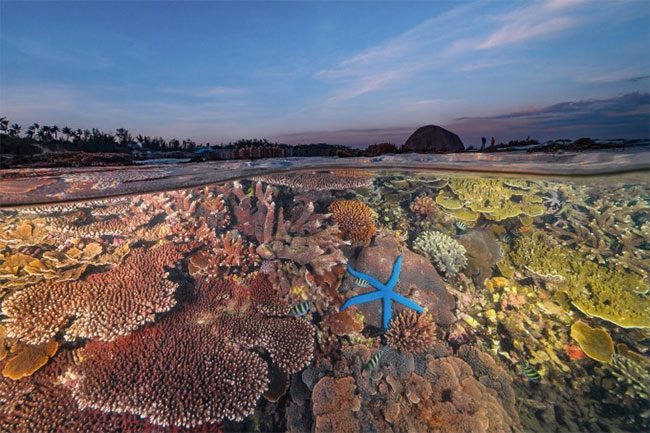 Coral Garden Hon Yen - second prize in the Coral Reefs Around the World category.
