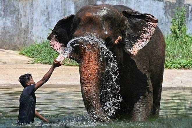 A man spraying water to cool an elephant