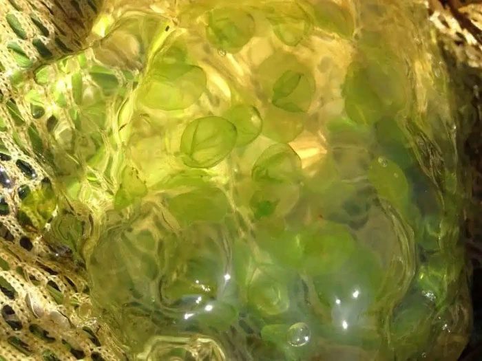 Golden-spotted salamander eggs have a symbiotic relationship with algae.