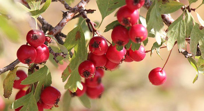 Hawthorn Berries