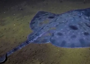 tasmania reef faces extinction risk 127543