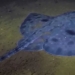 tasmania reef faces extinction risk 127543