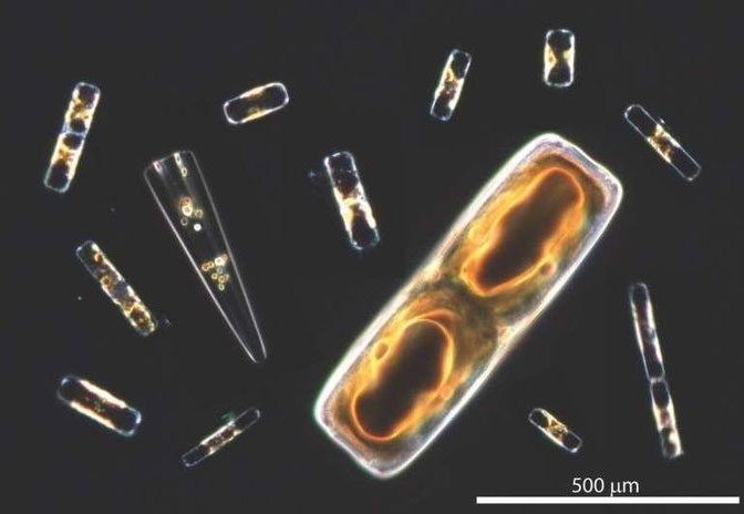 Marine phytoplankton is estimated to produce about 50% of the Earth's oxygen.