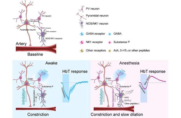 PV neurons release a peptide called "Substance P".
