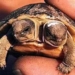 techniques for raising meat turtles 5805