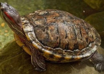 temperature affects the gender of turtles 128311