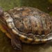 temperature affects the gender of turtles 128311
