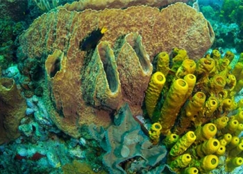 temperature rise threatens life on earth due to sea level rise 128255