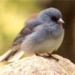 testosterone causes birds to live fast and die young 5928