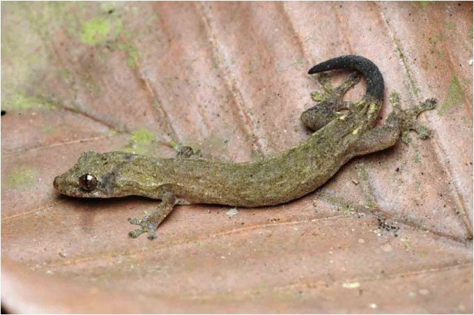 The Cát Tiên flat gecko discovered by scientists.