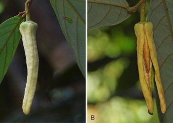 thailand discovers new plant species named in honor of lisa from blackpink 129166