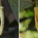 thailand discovers new plant species named in honor of lisa from blackpink 129166