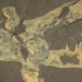 the ability to create new species of ancient aquatic creatures similar to shrimp 128576