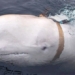 the absurd russian elephant makes a comeback in sweden scientific controversy 127810