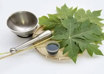the amazing benefits of papaya leaves that few people know about 127219