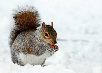 the animal with the most unique feather began to change behavior due to global warming 127739