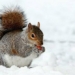 the animal with the most unique feather began to change behavior due to global warming 127739