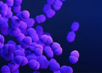 the bacteria in the intestine related to smart treatment 128201
