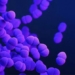 the bacteria in the intestine related to smart treatment 128201