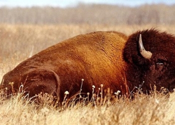 the bison is replaced by a mammoth 129171