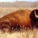 the bison is replaced by a mammoth 129171