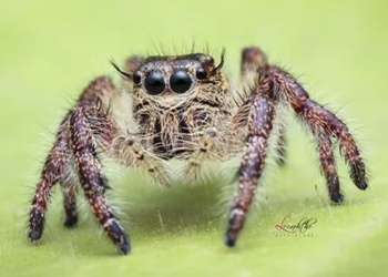 the distance of the farthest jumping animals in the world can reach is how much 127422